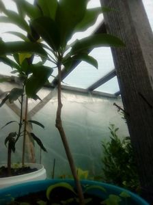 Plantă de sapodilla giant; Din Thailanda
