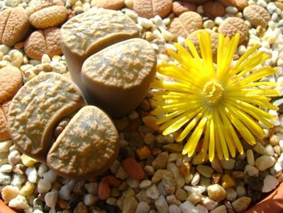 Lithops