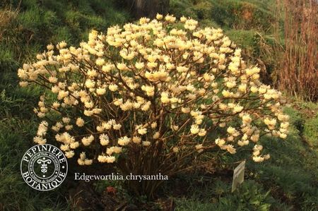 edgeworthia-chrysantha; Un arbust care degaja un miros extraordinar.
Rezista pana la -14 grade,infloreste ianuarie-martie
