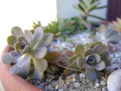 Orostachys iwarenge (Chinese dunce cap)