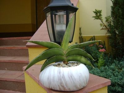 Sansevieria lavranos #24334