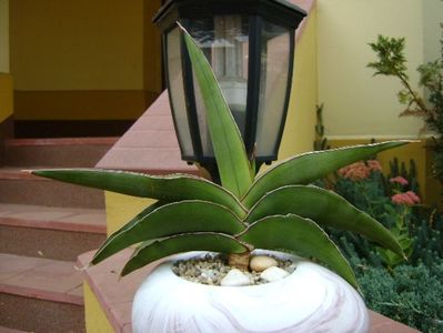 Sansevieria lavranos #24334