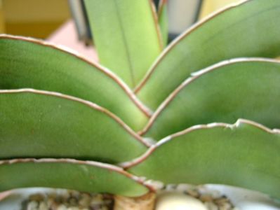 Sansevieria lavranos #24334, detaliu