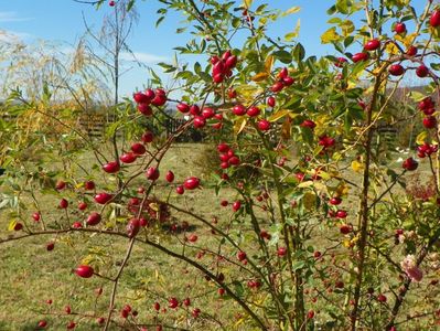 rosa canina