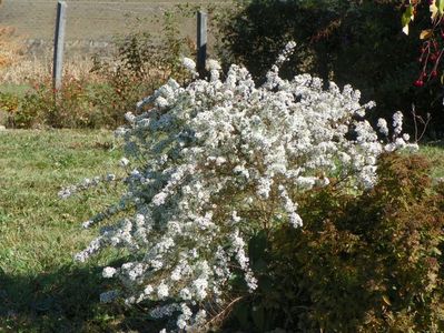 aster ericoides Schneetane