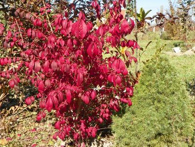 euonymus alatus Compactus