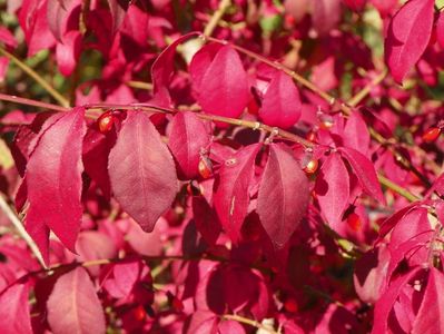 euonymus alatus Compactus