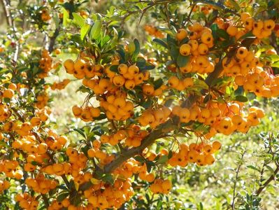 pyracantha Soleil d'Or