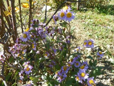 aster ageratoides Harry Schmidt