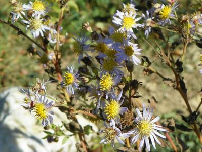 aster ageratoides Asran