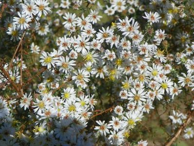 aster ericoides Schneetane