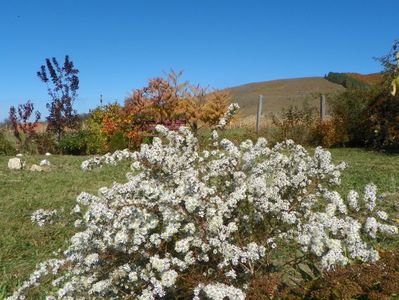 aster ericoides Schneetane