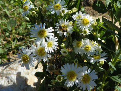 aster ageratoides Starshine