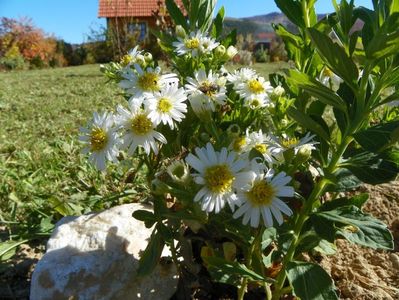 aster ageratoides Starshine