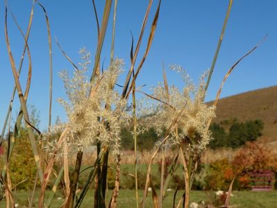 miscanthus Zebrinus