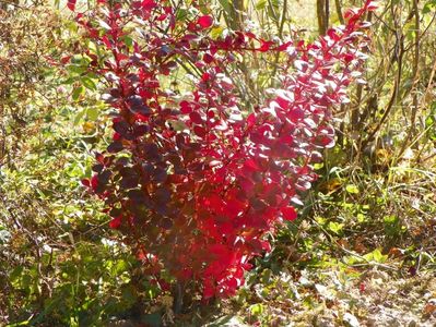 berberis Atropurpurea