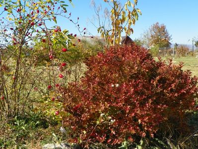 spiraea Magic Carpet