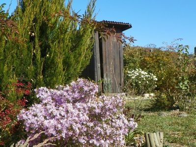 aster ericoides Esther