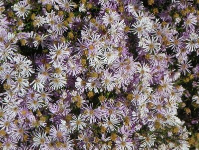 aster ericoides Esther