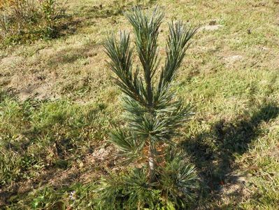 pinus Vanderwolf Pyramid