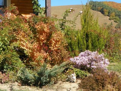 prunus glandulosa Alboplena, aster ericoides Esther