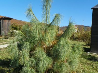 pinus wallichiana