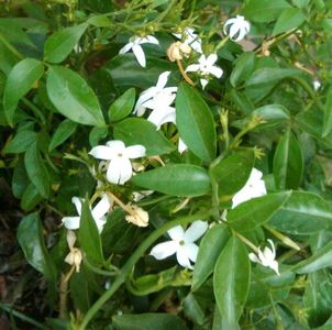 Jasmin azoricum-flori; Momentan indisponibil
