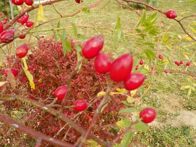 rosa canina