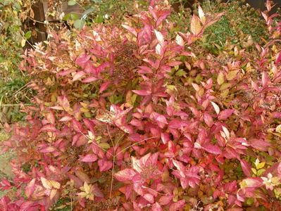 spiraea Goldmound