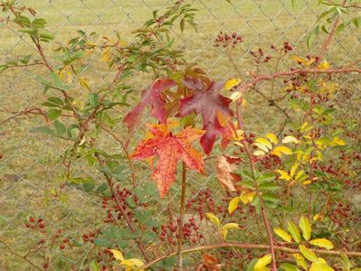 liquidambar styraciflua