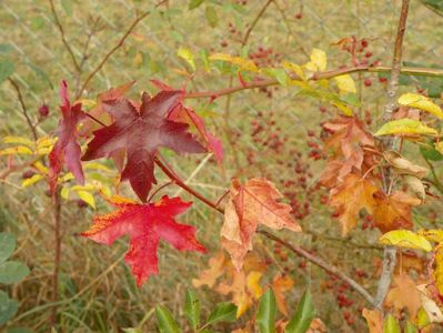 liquidambar styraciflua