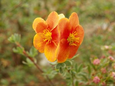 potentilla fruticosa Mango Tango