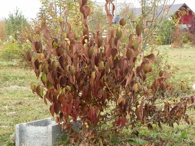 viburnum tomentosum