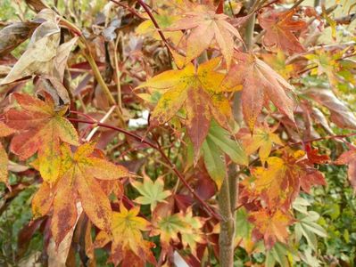 acer palmatum Osakazuki