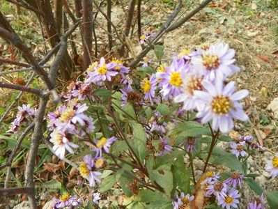 aster ageratoides Harry Schmidt