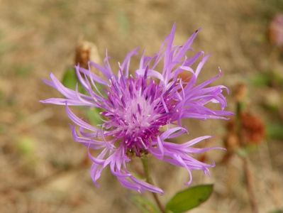 centaurea jacea