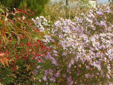 aster ericoides Esther