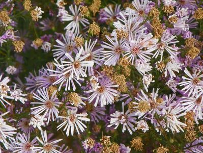 aster ericoides Esther