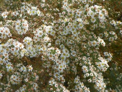 aster ericoides Schneetane