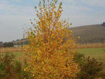 betula utilis