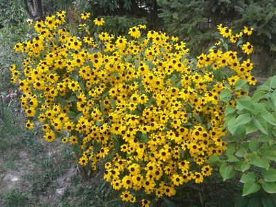 IMG-20181020-WA0028