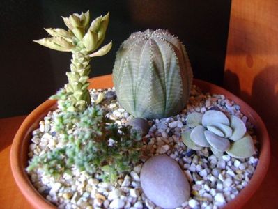 Grup de 4 suculente; Euphorbia obesa
Crassula cv Morgan&#039;s Beauty
Monadenium guentheri
Trichodiadema bulbosum
