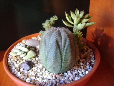 Grup de 4 suculente; Euphorbia obesa
Crassula cv Morgan&#039;s Beauty
Monadenium guentheri
Trichodiadema bulbosum
