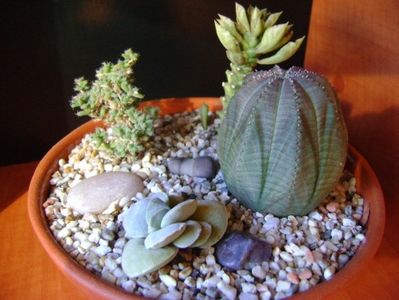 Grup de 4 suculente; Euphorbia obesa
Crassula cv Morgan&#039;s Beauty
Monadenium guentheri
Trichodiadema bulbosum
