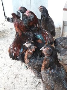 Trei Cocoși și 10 Găini Araucana Willd