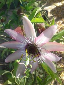 floarea pasiuni mov eoclorata in toamna