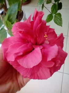 Hibiscus ciclam batut- pierdut