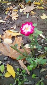 Hocus Pocus - prima floare