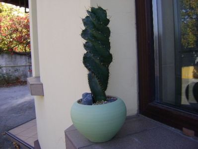 Cereus forbesii cv. spiralis