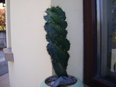 Cereus forbesii cv. spiralis